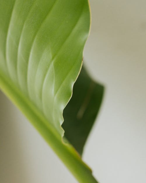 有关圖案, 垂直拍摄, 植物學的免费素材图片