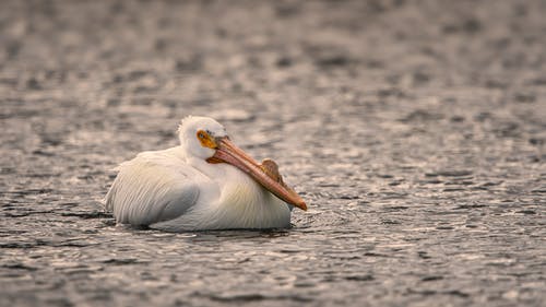 有关動物, 動物攝影, 水的免费素材图片