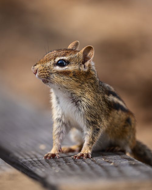 有关乾的, 休息, 动物学的免费素材图片