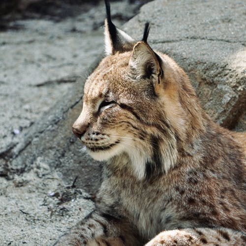 有关侧面图, 凝视, 动物的免费素材图片