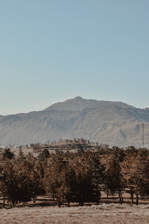 有关垂直拍摄, 天性, 树木的免费素材图片