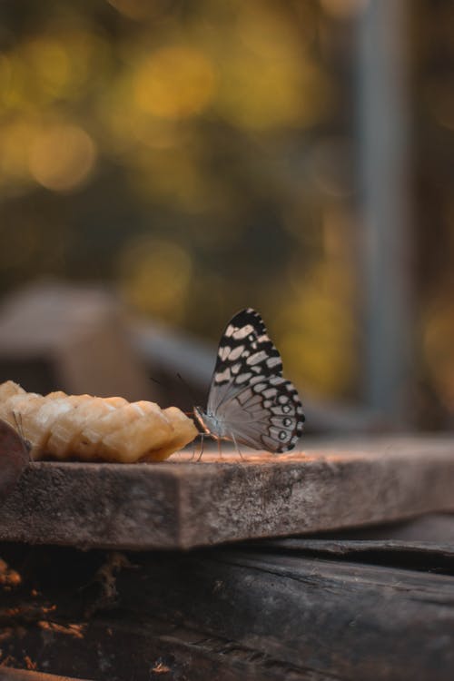 有关垂直拍摄, 微距拍摄, 景深的免费素材图片