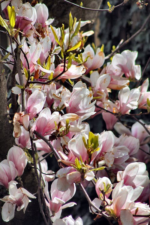 有关分支機構, 工厂, 木蘭花的免费素材图片