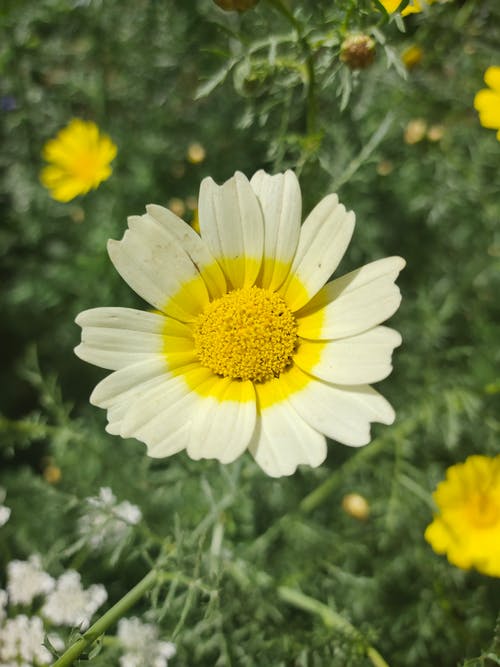 有关垂直拍摄, 漂亮, 特写的免费素材图片