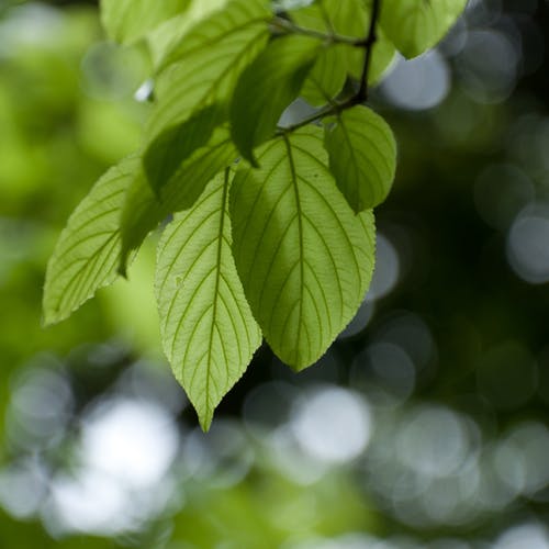有关垂直拍摄, 天性, 景深的免费素材图片