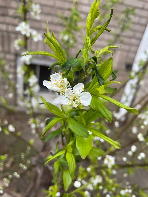 有关垂直拍摄, 树叶, 白色的花朵的免费素材图片