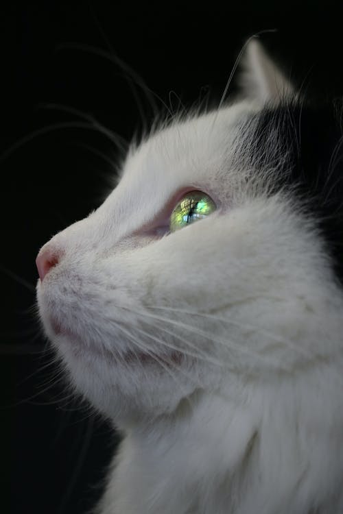 有关侧面图, 可爱, 可爱的的免费素材图片