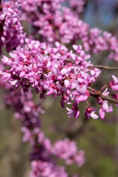 有关东部紫荆花, 垂直拍摄, 植物群的免费素材图片
