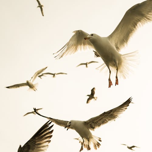 有关动物, 户外, 海鸥的免费素材图片