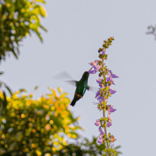 有关动物, 徘徊, 户外的免费素材图片