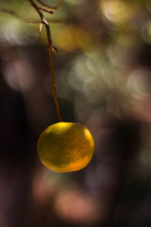 有关垂直拍摄, 户外, 挂的免费素材图片