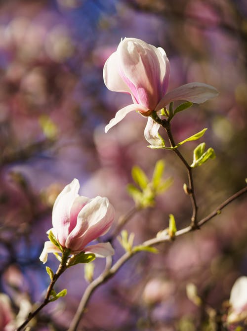 有关垂直拍摄, 木兰花, 模糊的背景的免费素材图片