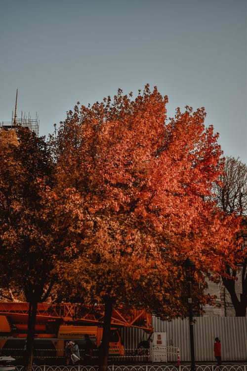 有关垂直拍摄, 户外, 树的免费素材图片