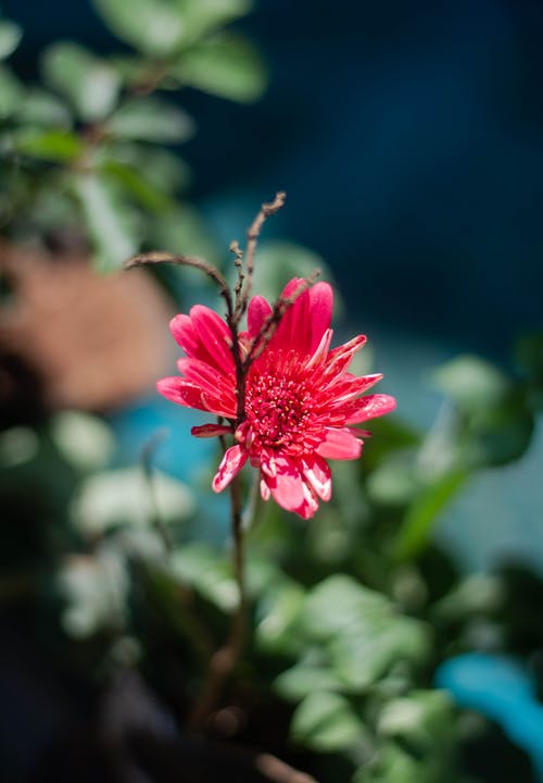 有关增长, 天性, 微妙的免费素材图片