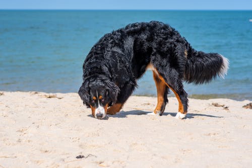 有关bernedoodle, 动物, 可爱的免费素材图片