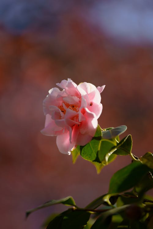 有关味道, 垂直拍摄, 壁纸的免费素材图片