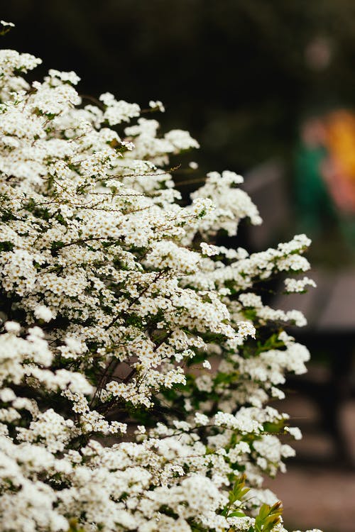 有关漂亮, 特写, 白色的花朵的免费素材图片