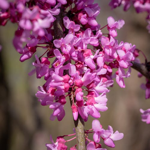 有关东部紫荆花, 植物群, 特写的免费素材图片