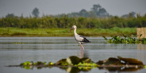有关dibru saikhowa, 天性, 湿地的免费素材图片