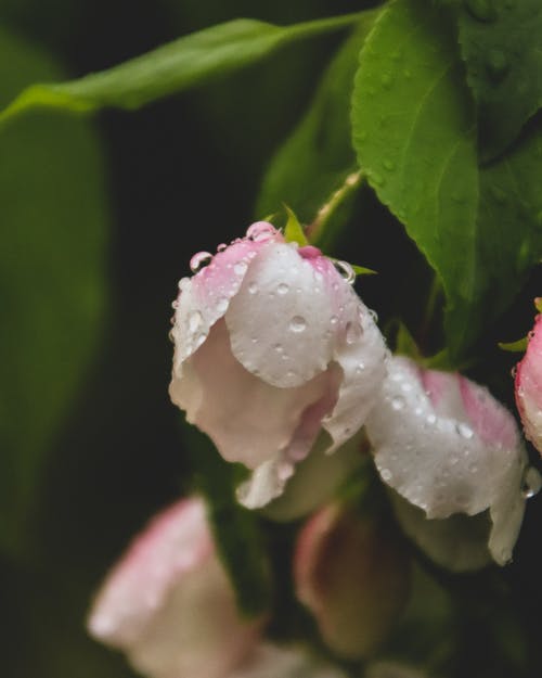 有关光滑, 半透明, 味道的免费素材图片