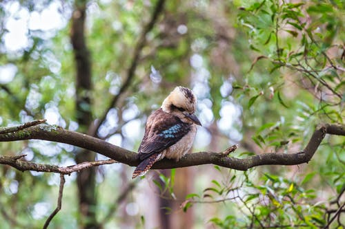有关棲息, 特写, 笑翠鸟的免费素材图片
