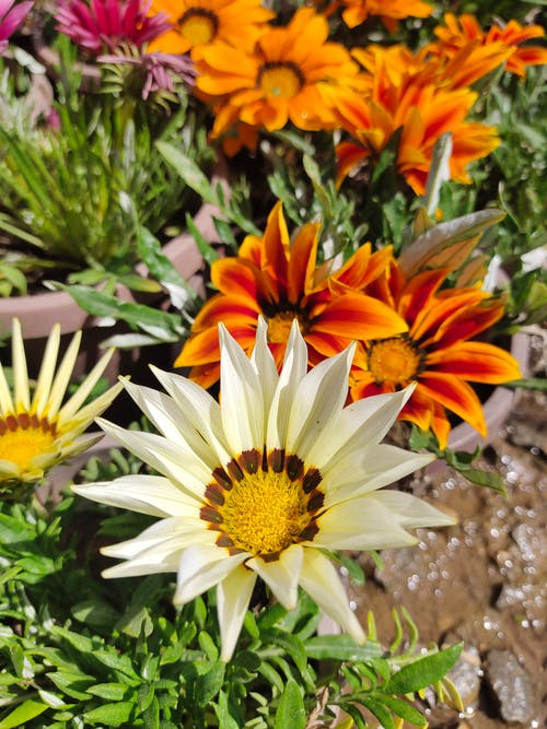 有关垂直拍摄, 花, 花卉摄影的免费素材图片