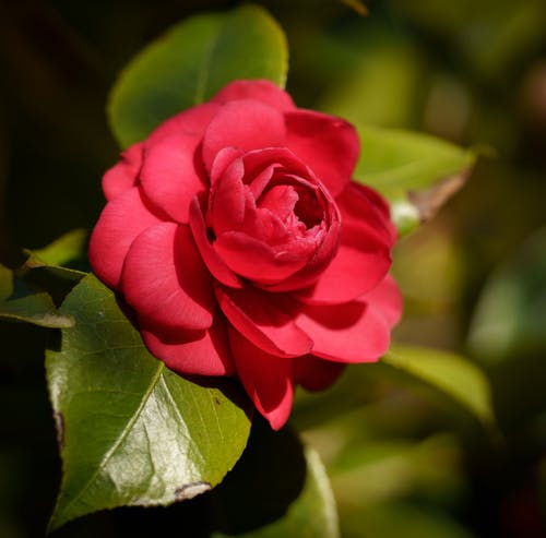 有关树叶, 特写, 红玫瑰的免费素材图片