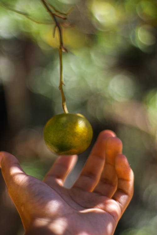 有关垂直拍摄, 户外, 手的免费素材图片