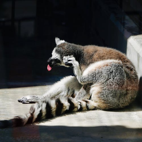 有关动物, 动物园, 动物摄影的免费素材图片