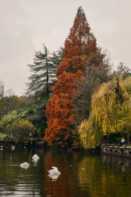 有关公园, 垂直拍摄, 天鹅的免费素材图片
