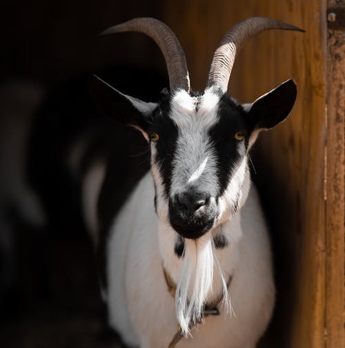 有关动物摄影, 山羊, 牛角的免费素材图片