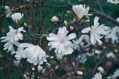 有关分公司, 夏天, 天性的免费素材图片