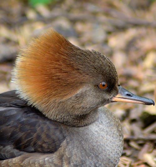有关动物, 垂直拍摄, 模糊的背景的免费素材图片