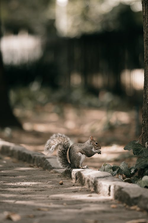 有关动物, 动物摄影, 可爱的免费素材图片