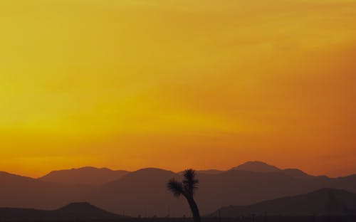 有关剪影, 加州, 天性的免费素材图片