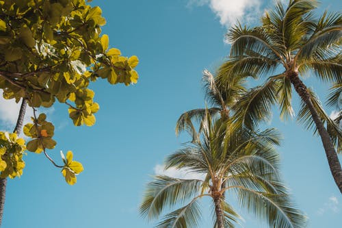 有关低角度拍摄, 天性, 棕榈树的免费素材图片