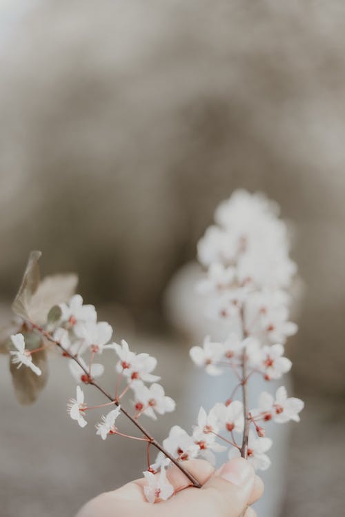 有关垂直拍摄, 增长, 微妙的免费素材图片