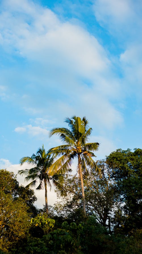 有关从下面, 低角度, 公园的免费素材图片