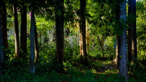 有关不变, 原本, 丛林的免费素材图片