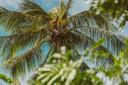 有关低角度拍摄, 天性, 椰子樹的免费素材图片
