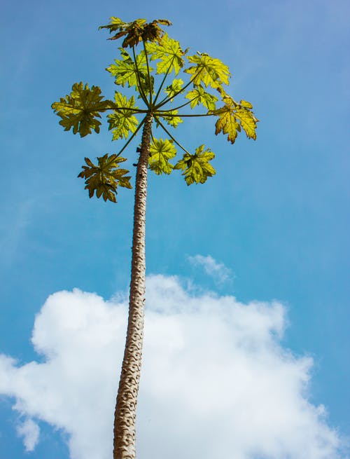 有关低角度拍摄, 垂直拍摄, 木瓜树的免费素材图片