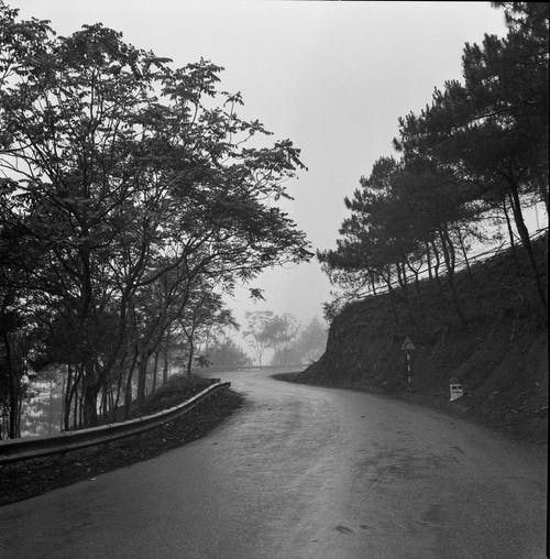 有关單色, 垂直拍摄, 樹木的免费素材图片