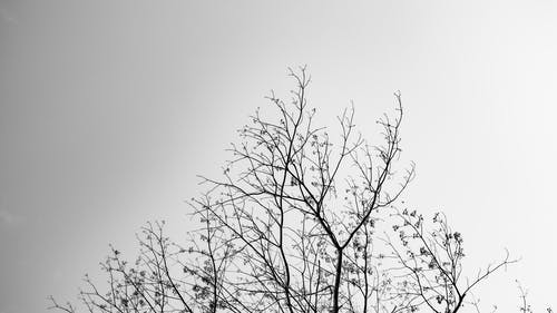 有关bw, 下落, 从下面的免费素材图片