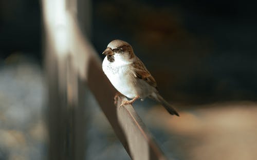 有关传球手, 侧面图, 凝视的免费素材图片