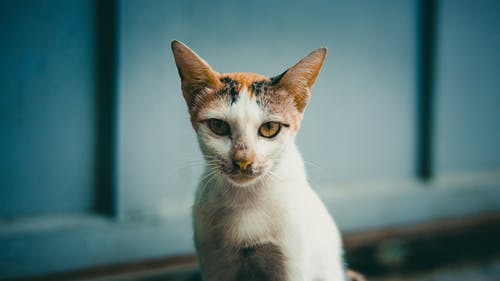 有关三色的, 光滑, 公寓的免费素材图片