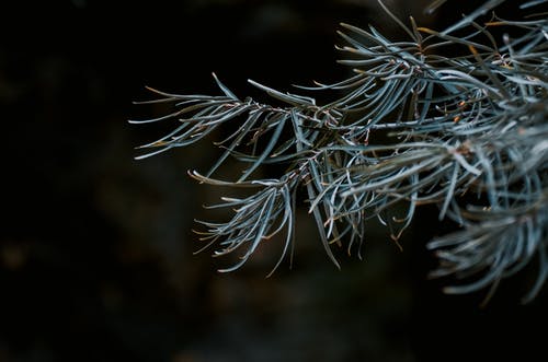 有关元素, 冷杉, 分公司的免费素材图片