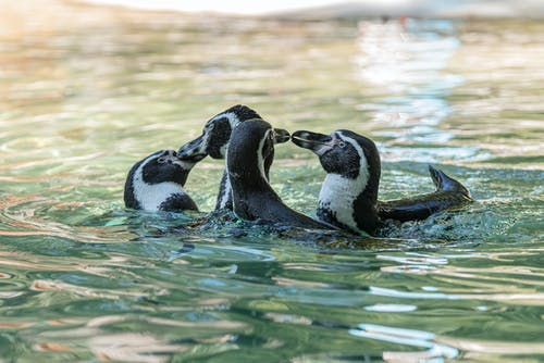 有关企鹅, 动物园动物, 动物园的免费素材图片