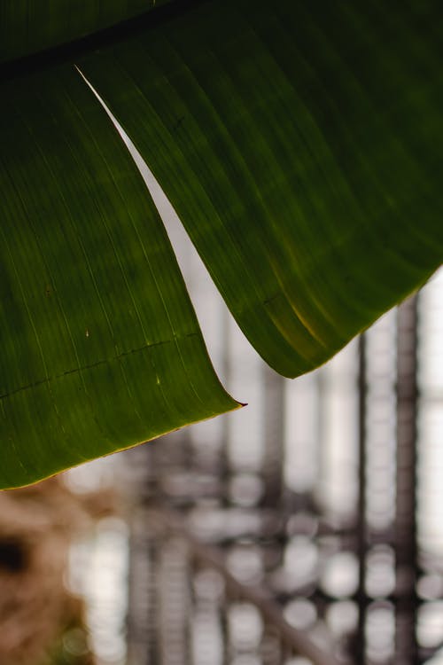 有关垂直拍摄, 天性, 植物学的免费素材图片