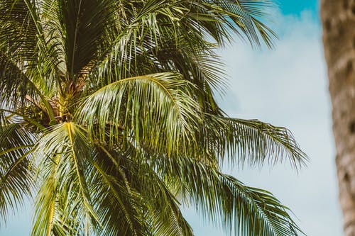有关天性, 椰子树, 热带的免费素材图片