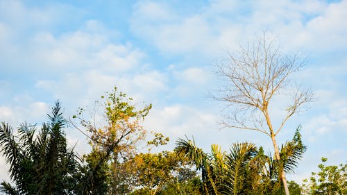有关从下面, 低角度, 冷静的免费素材图片